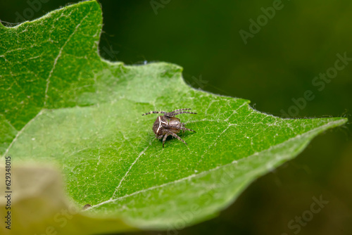 Fototapeta Naklejka Na Ścianę i Meble -  spider inhabiting on the leaves of wild plants