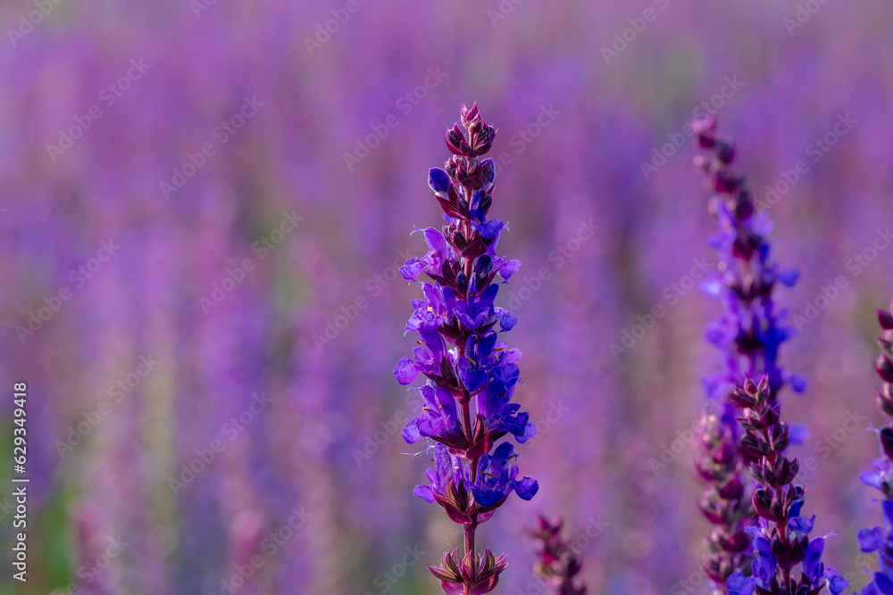 Obraz premium beautiful Salvia farinacea is in the garden