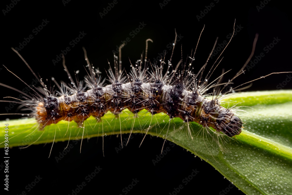 Butterfly larvae inhabit wild plants