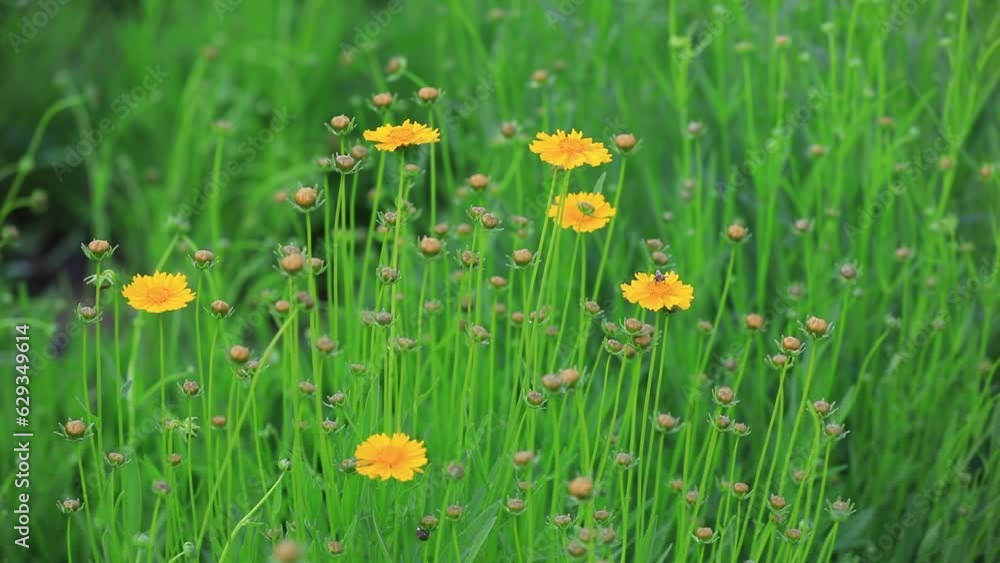 Blooming Coreopsis in the garden Blooming Coreopsis in the garden