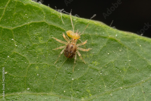 Obraz na płótnie Mites are preying on the leaves of wild plants w salonie