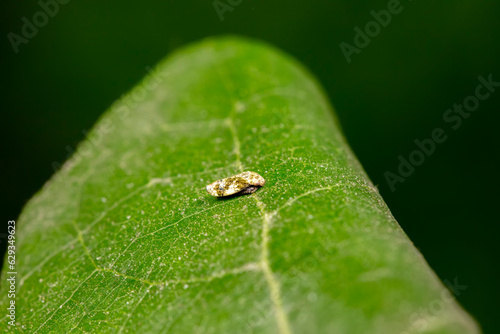 leafhopper inhabiting on the leaves of wild plants