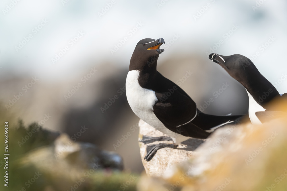 Fototapeta premium Pareja de Alca común (Alca torda), acantilados de la isla Great Saltee, Irlanda del Sur