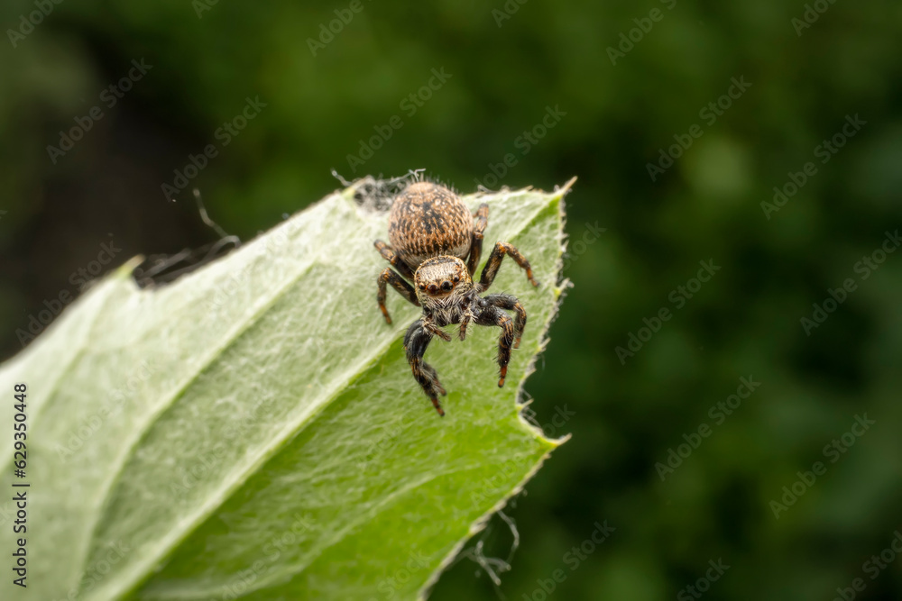 Jumping spiders inhabit the leaves of wild plants Jumping spiders inhabit the leaves of wild plants