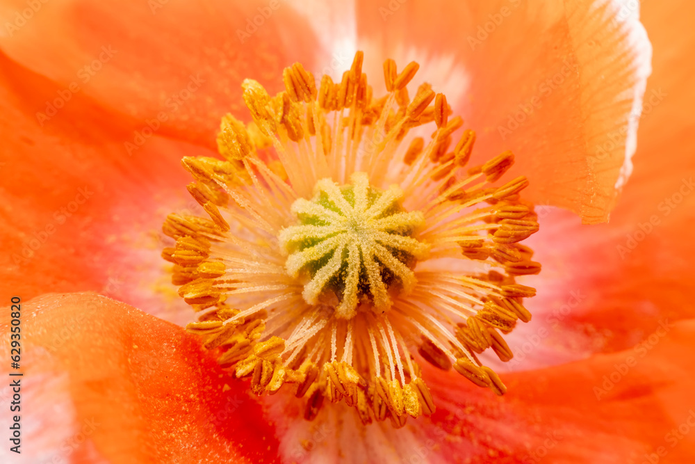 Beautiful corn poppy Flowers in the Garden Beautiful corn poppy Flowers in the Garden