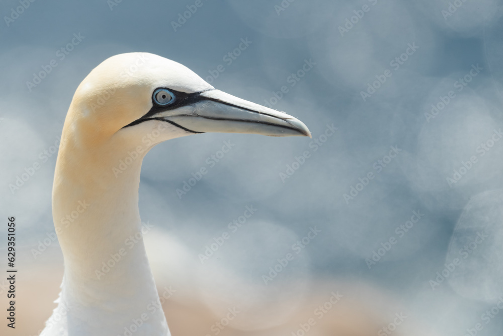 Obraz premium Alcatraz (Morus bassanus), acantilados de Great Saltee Island, Irlanda del Sur