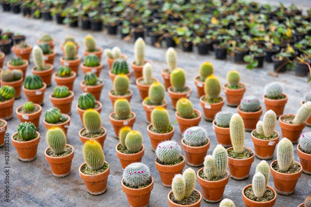 Rows of various cacti in pots in a greenhouse