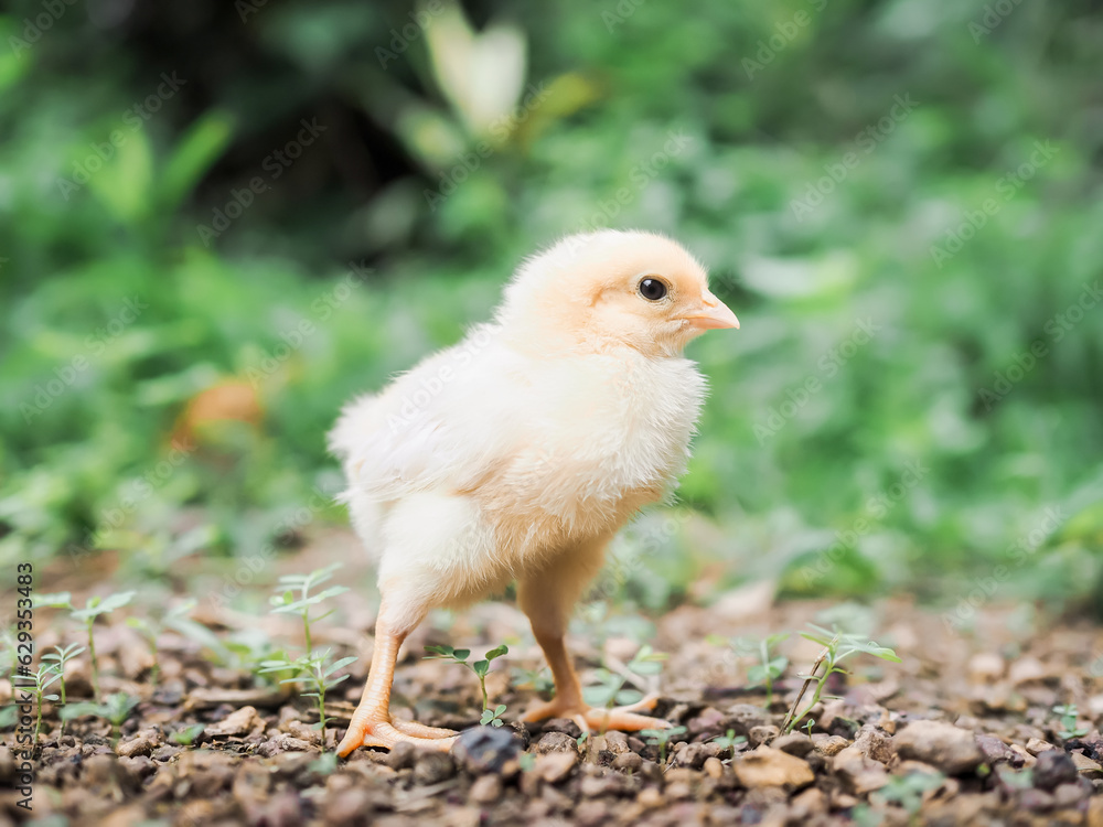 A chicken baby in the garden A chicken baby in the garden