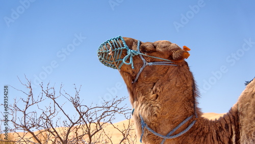 Close up of a brown dromedary camel (Camelus dromedarius) wearing a muzzle in the Sahara Desert outside of Douz, Tunisia photo