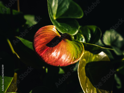 Foto Close up of a flower