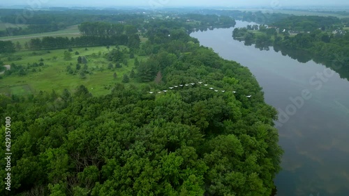 Pelicans flying in formation over calm river, on a hot, foggy Summer morning, aerial view.
