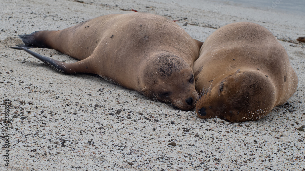 Fototapeta premium Snuggling Galapagos Sea Lions in Love