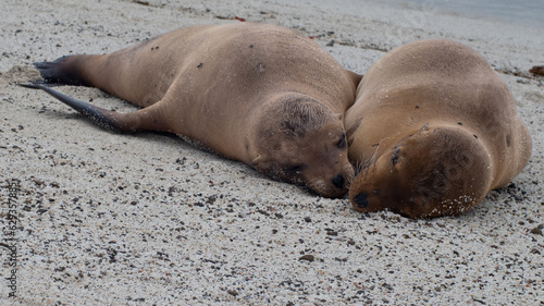 Snuggling Galapagos Sea Lions in Love