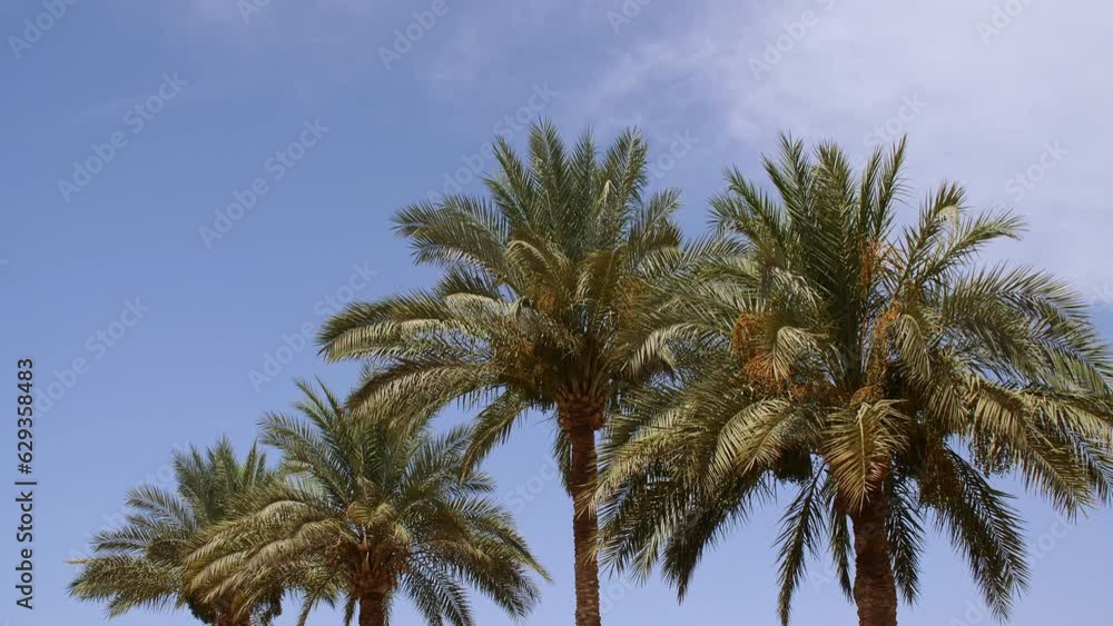 Palm trees bottom view on blue sky background. Tropical coconut palm leaf trees at sunlight. Beach on the tropical island. Slow motion. Looking Up. Advertising, background picture. High quality 4k Palm trees bottom view on blue sky background. Tropical coconut palm leaf trees at sunlight. Beach on the tropical island. Slow motion. Looking Up. Advertising, background picture. High quality 4k