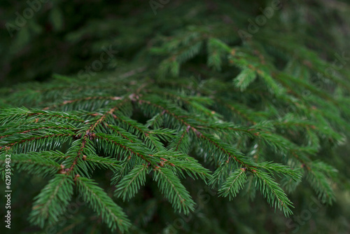 close up of green fir tree branches