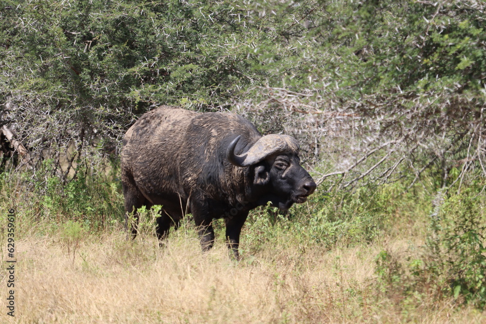 Cape Buffalo, Kruger National Park, South Africa Cape Buffalo, Kruger National Park, South Africa