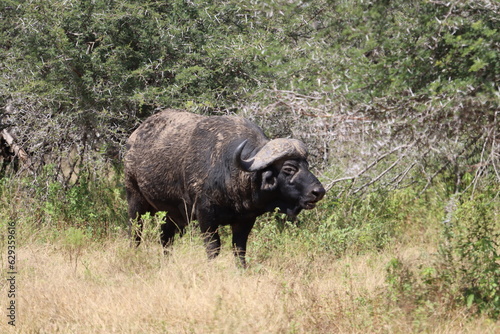 Cape Buffalo, Kruger National Park, South Africa