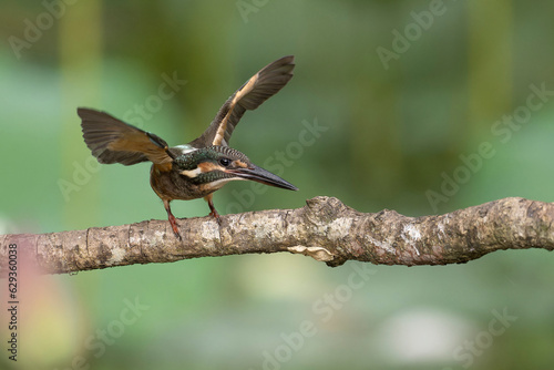 Kingfisher on the branch © OvidiuDaniel
