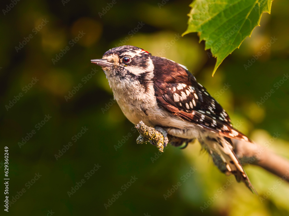 Naklejka premium downy woodpecker perched on a tree branch, blurred background