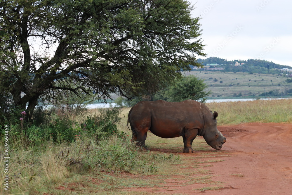 White Rhino, Rietvlei, Pretoria, South Africa White Rhino, Rietvlei, Pretoria, South Africa