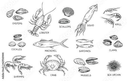 Seafood sketch set. Outline vintage ocean fish and mackerel, crab and lobster, shrimp and krill, sea urchin and clams, squid and oysters. Hand drawn vector collection isolated on white background