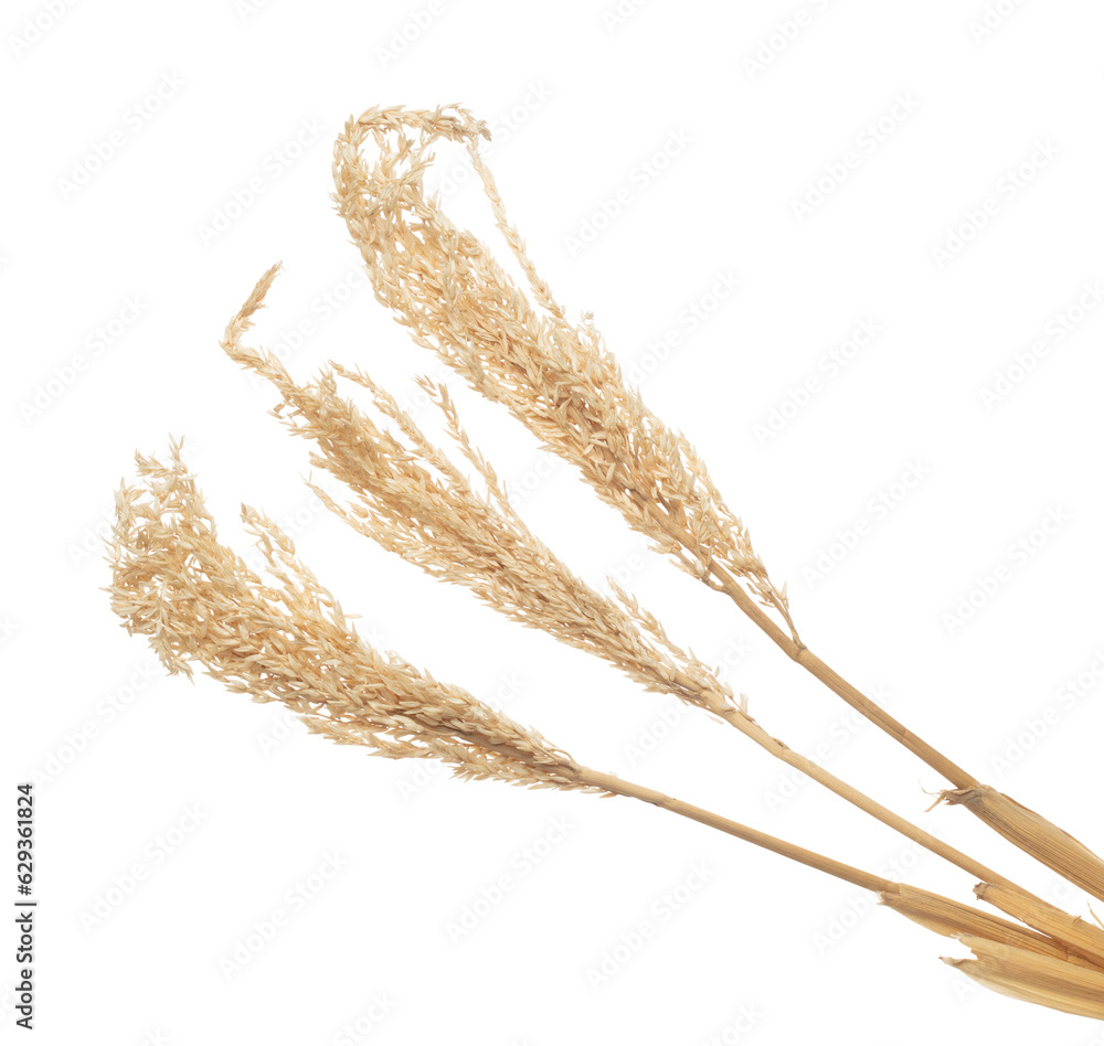 Paddy Form Ear of Paddy Rice grain fly in mid air. Yellow Golden Ear of Paddy Rice ...