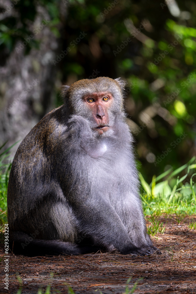 Fototapeta premium portrait of a macaque