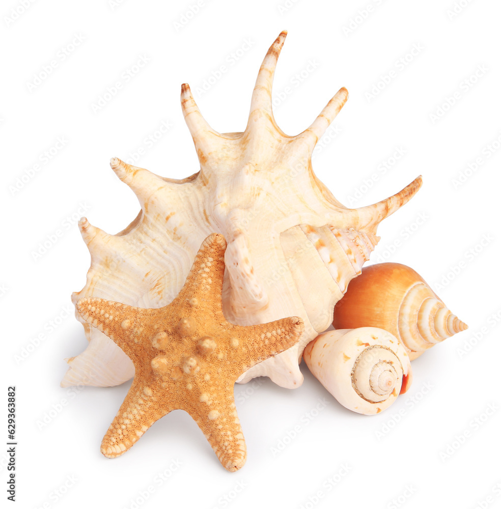 Beautiful sea star and shells isolated on white Beautiful sea star and shells isolated on white