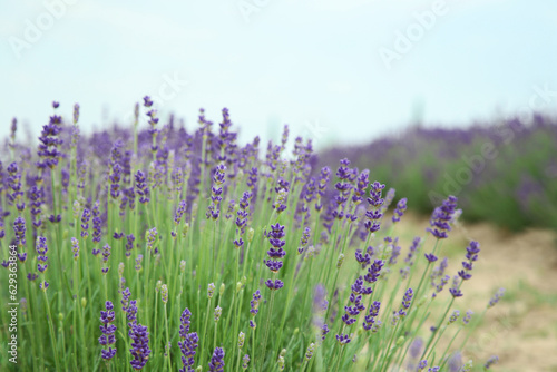 Beautiful blooming lavender growing in field. Space for text