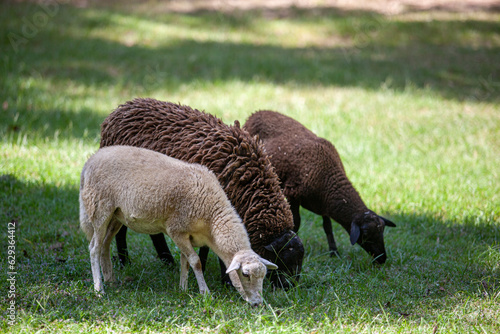 Small flock of sheep grazing.