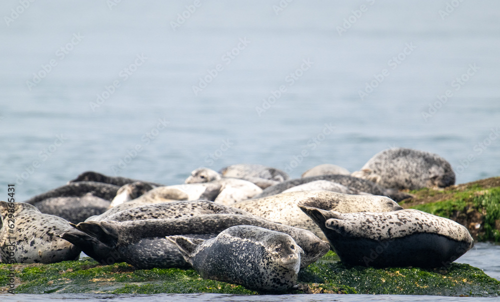 Fototapeta premium 백령도 물범