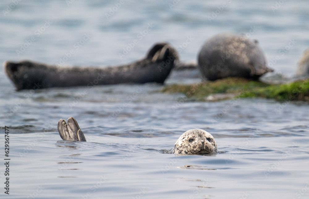 Fototapeta premium 백령도 물범