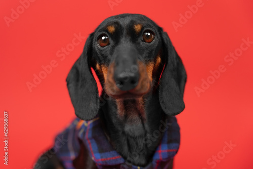 Portrait of a cute puppy in a plaid shirt on a red bright background. Dog simpleton in clothes bulging eyes looks in surprise, waits. Advertisement for clothing for pets. Cute devoted dachshund