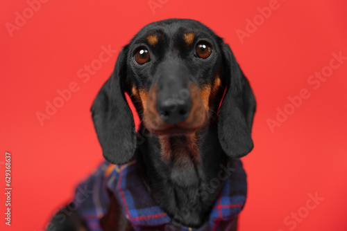 Fotografie Portrait of a cute puppy in a plaid shirt on a red bright background
