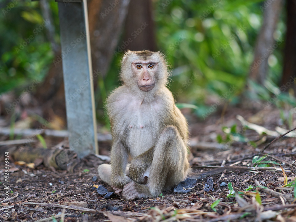 Portrait of a young Macaque monkey at the Bokor national park Portrait of a young Macaque monkey at the Bokor national park