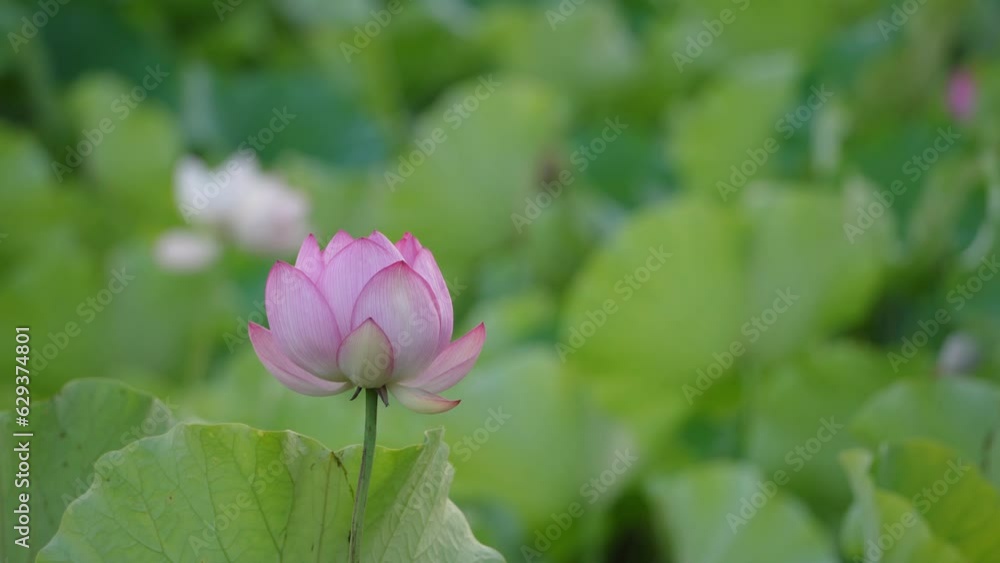Akita, Japan - July 29, 2023: Clouseup of Lotus flower pond at Sensyu park in Akita, Japan
Akita, Japan - July 29, 2023: Clouseup of Lotus flower pond at Sensyu park in Akita, Japan