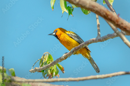 Εκτύπωση καμβά A Streak-backed Orioole forages for a meal on a fruit bearing tree in Mexico