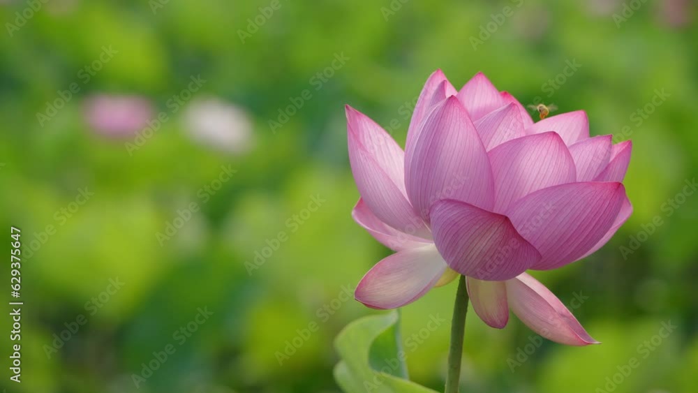 Akita, Japan - July 29, 2023: Clouseup of Lotus flower pond at Sensyu park in Akita, Japan
Akita, Japan - July 29, 2023: Clouseup of Lotus flower pond at Sensyu park in Akita, Japan