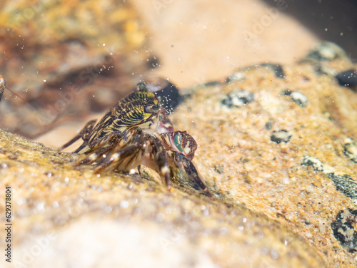 Striped Shore Crab Pachygrapsus crassipes