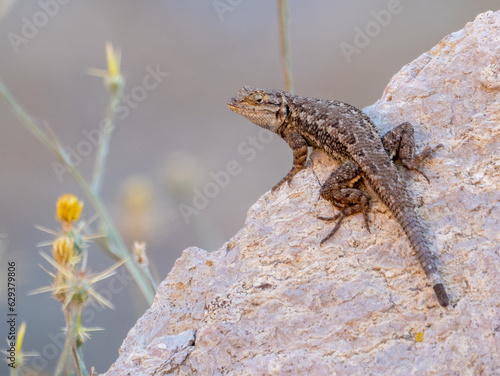 Western Fence Lizard, Sceloporus occidentalis