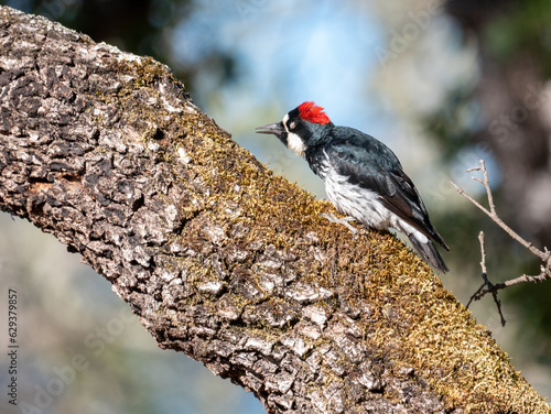 Acorn Woodpecker Melanerpes formicivorus photo
