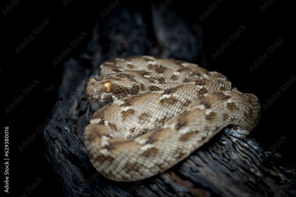 Fototapeta premium saw scaled viper one of the most venomous snake in UAE deserts