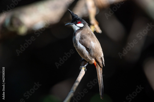 Red-whiskered bulbul , A bird with a melodious cry