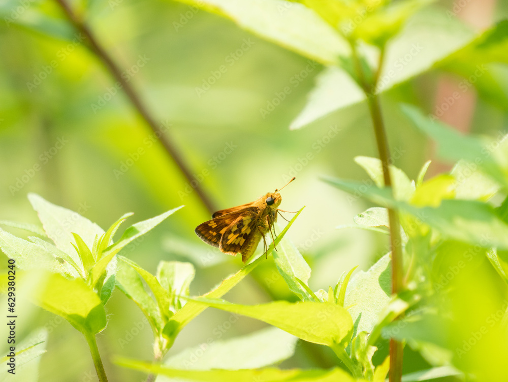 Polites peckius, the Peck's skipper, is a North American butterfly in the family Hesperiidae
