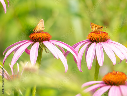 Φωτογραφία Polites peckius, the Peck's skipper, and Tawny-edged Skipper Polites themistocle