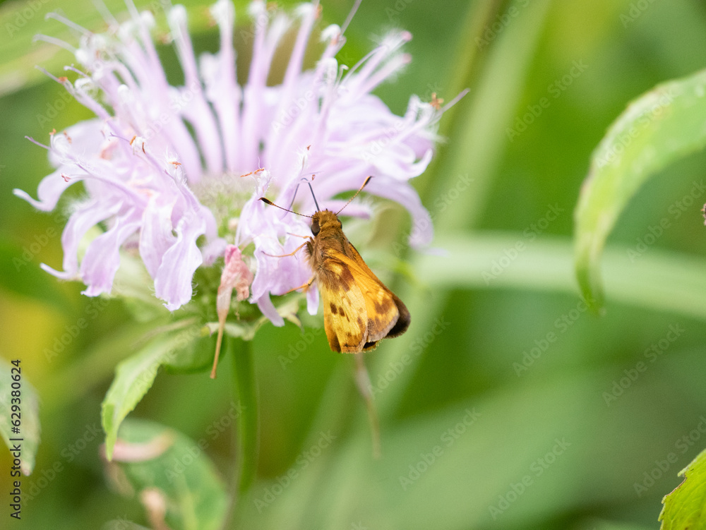 Zabulon skipper (Lon zabulon) butterfly on monarda Zabulon skipper (Lon zabulon) butterfly on monarda