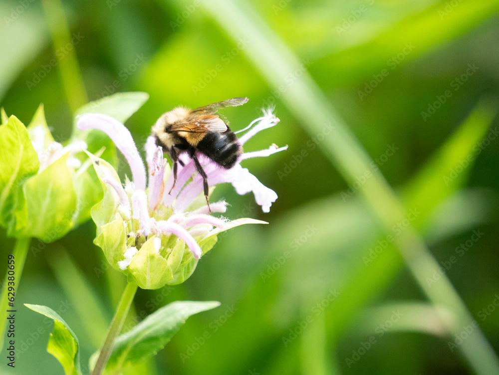 Bombus affinis, commonly known as the rusty patched bumble bee, is a species of bumblebee endemic to North America. Bombus affinis, commonly known as the rusty patched bumble bee, is a species of bumblebee endemic to North America.