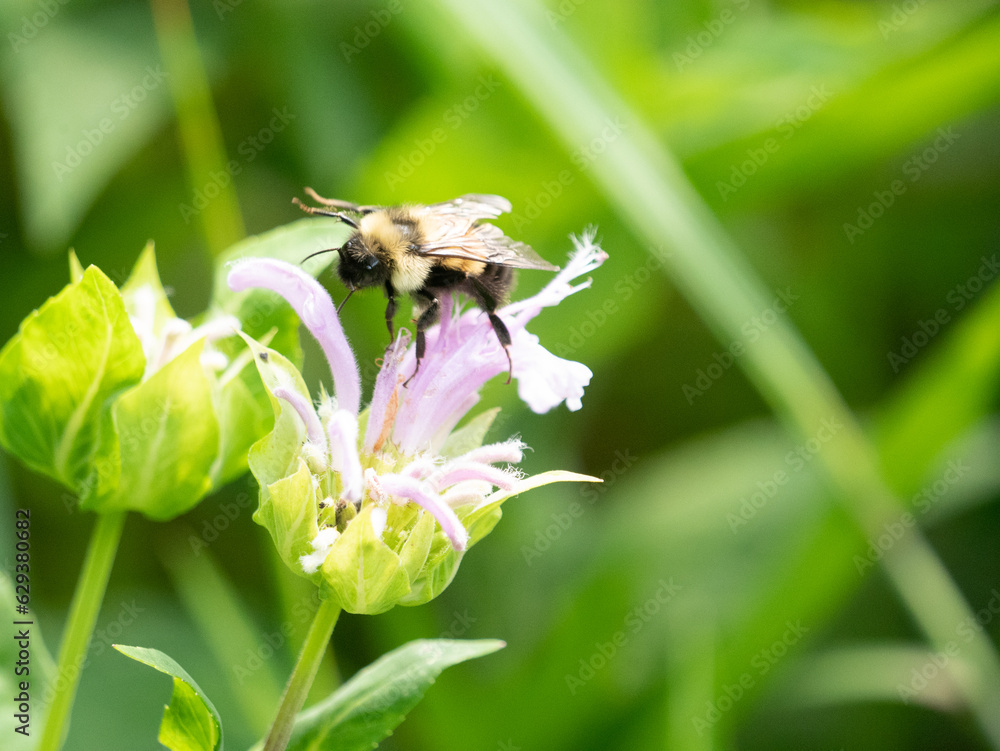 Fototapeta premium Bombus affinis, commonly known as the rusty patched bumble bee, is a species of bumblebee endemic to North America. 
