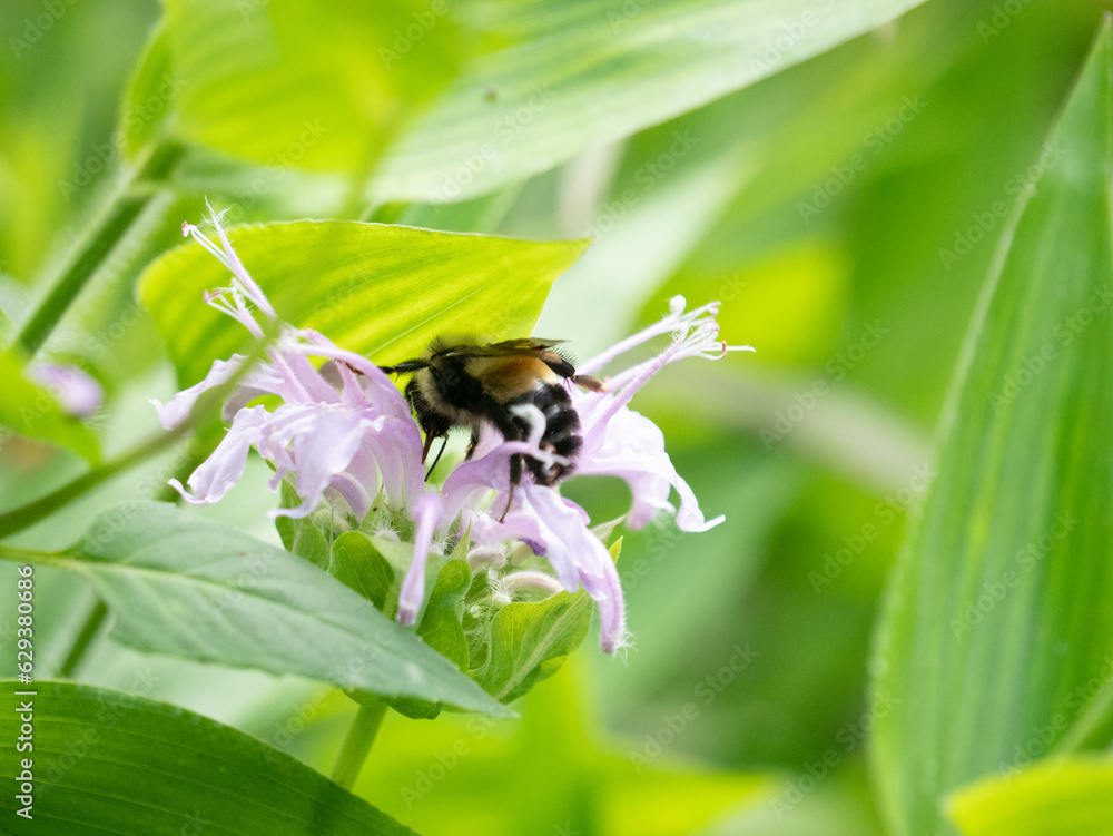 Φωτογραφία Bombus affinis, commonly known as the rusty patched bumble bee, is a species of bumblebee endemic to North America