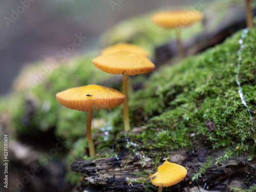 yellow mushrooms, toadstools, Deer Mushrooms, Genus Pluteus